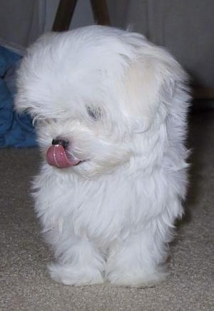 Front view - A stuffed toy looking, soft, white Maltese puppy is standing on a tan carpet and looking down and to the left with its tongue licking its nose.