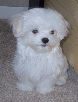 View from the front - A stuffed toy looking, soft, white Maltese puppy is standing on a tan carpet next to a wooden cabinet looking to the right.