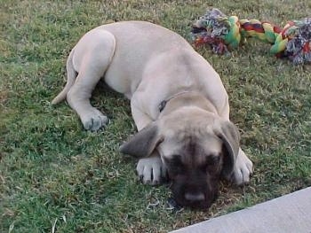 A tan with black English Mastiff puppy is laying in grass and there is a rope toy behind it.