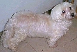 View from the top looking down - A fluffy, white Malti-poo is standing on a tan tiled floor next to a white wall looking up and to the right.