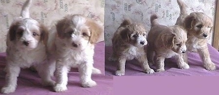 A litter of Malti-poo puppies standing on a purple pillow.