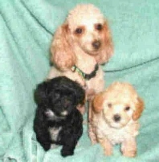 A tan toy poodle is sitting on a mint-green backdrop behind two Malti-poo puppies. One puppy is black with white and the other is tan and cream in color.