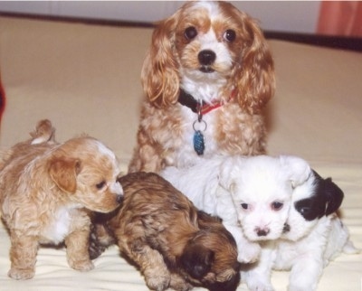 A tan with white Malti-Poo dog is sitting in front of its litter of four Malti-poo puppies. The puppies are tan and white, brown with black tipped, white and black and white.