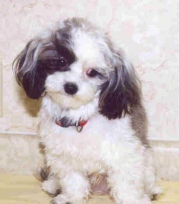 A furry, white with black, long-eared Malti-poo puppy is wearing a red collar sitting on a light-colored wooden floor with its head tilted to the right in front of a white marble wall.