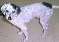 A white with black Malti-poo dog has its coat shaved short and is standing in a house and looking up