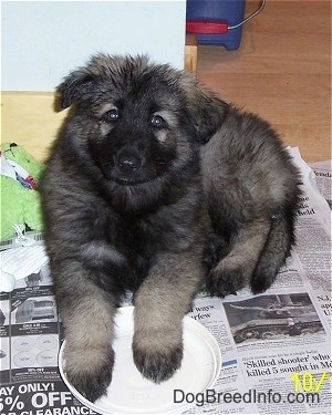 Front view - A black and grey Shiloh Shepherd puppy is laying on a stack of newspapers, its front paws are on a white plate, it is looking up and its head is tilted to the right.