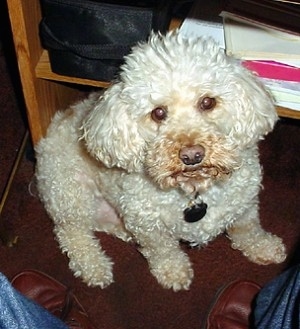 A white Miniature Poodle is sitting on a hardwood floor in front of a sitting person with a wooden book shelf behind it and looking up.