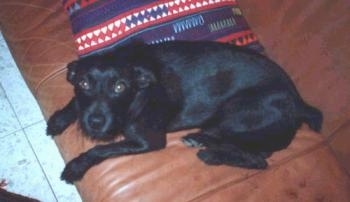 A black Miniature Pinscher is laying on a brown leather couch looking up. There is a blue, red and white throw blanket folded up behind it.