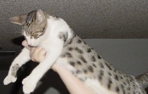 A Mojave Spotted Cat is extended down a persons forearm and being held up in the air