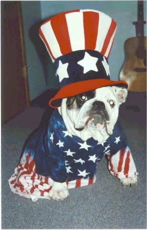 Mugzy the Bulldog wearing an American flag hat and an American flag shirt sitting on a carpeted floor with a guitar against the wall in the background