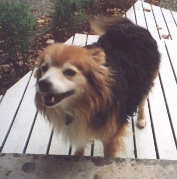 A medium-sized, longhaired, black, tan and white Australian Terrier/Border Collie mix breed dog is standing on a wooden deck in front of a door. Its mouth is open and it looks like it is smiling.
