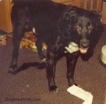 A large breed black with white black Labrador/Collie/German Shepherd mix is standing on a carpet, its mouth is open and its head is level with its body. There is a black sock under it and a white sock in front of it.