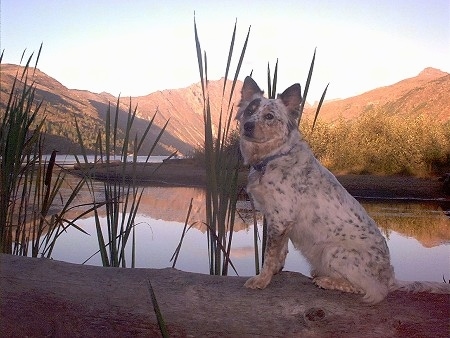 An Australian Shepherd/Blue Heeler mix is sitting on top of a fallen tree in front of a body of water with tall grass growing out of the water and mountains in the distance.