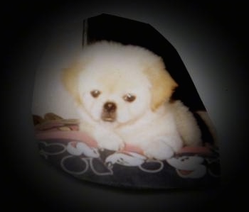 A fluffy tan Pekingese puppy is laying on a dog bed and it is looking forward.