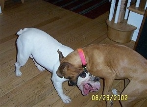 A white with grey Bulldog is biting at the leg of a brown with white Boxer. The Boxer is biting back at the Bulldog. Their mouths are open.