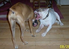 A white with grey Bulldog has its mouth wide open and is biting at the back of a brown with white Boxer. The Boxer is biting at the legs of the Bulldog.