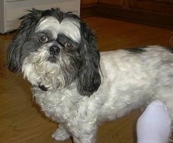 Side view - A white with black Lhasa Apso is standing in a kitchen with its head tilted to the right.