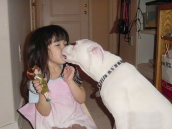 A small dark haired girl in a pink shirt is holding up a doll in her left hand and there is a white Boxer dog licking her face. The dog and the child are about the same size.