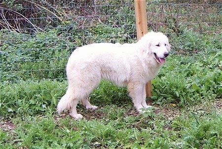 A Great Pyrenees is standing in front of a wire fence looking relaxed and happy with its tongue showing.