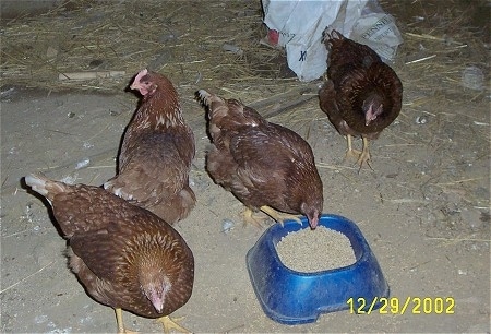 Four reddish-brown Chickens are standing on a dirt surface. One is pecking at the feed in a blue bowl and theothers are looking in different directions inside of a chicken coop.