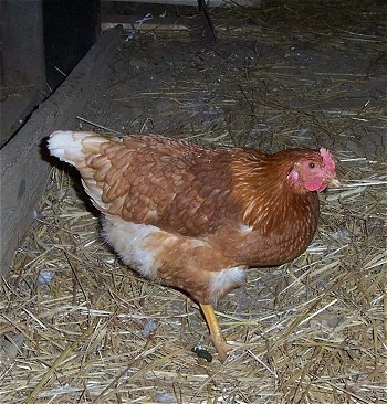 An reddish-brown chicken is walking across a surface covered in hay.