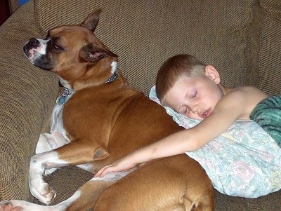 A brown with white Boxer is sleeping against the back of a couch and a boy is sleeping behind it. He has his arm on the side of the dog.