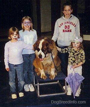 Four girls are surronding and touching the back of a brown with white and black Saint Bernard that is sitting on a stool, it is looking down, its mouth is open and tongue is out.