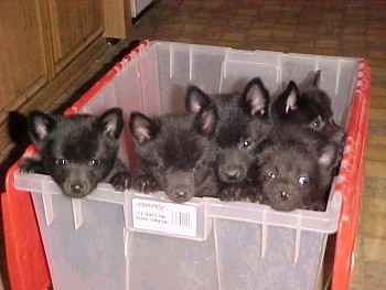 A litter of 5 Schipperke Puppies are in a clear plastic bin that has a red folding lid.