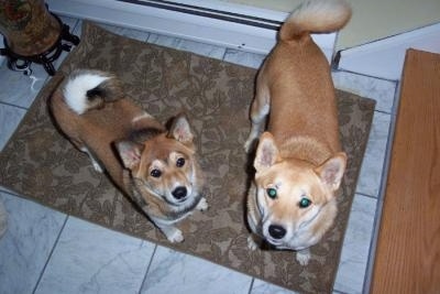 Top down view of two Shiba dogs that are standing on a rug in front of a staircase looking up. The dog on the left is smaller than the dog on the right.