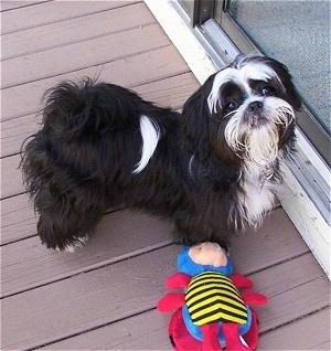 View from the top looking down at a black with white Shih Tzu dog that is standing on a wooden porch, it is looking up and it is standing in front of a sliding glass door. There is a plush bee toy next to it.