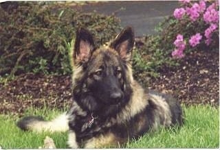 Close up front view - A fluffy black with tan Shiloh Shepherd dog laying in grass, in front of a flower bed and it is looking to the right.