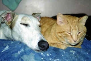 Close up had shot - A white with tan Staghound dog laying next to an orange cat. They both are sleeping on a couch.