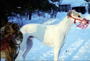 The right side of a white with tan Staghound dog that has a red muzzle on and it is standing in snow. There is another Staghound standing in front it that is brown brindle with white in color.