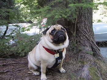 A thick, tan with black Pug is sitting at the base of a tree. It has wrinkles on its head and a lot of extra skin.