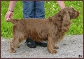 Right Profile - A Short brown Sussex Spaniel dog being posed on a gravelly surface in a show stack pose by a person. The person has there hands on the Sussex Spaniels tail and under its chin. The dog has long hairy ears.
