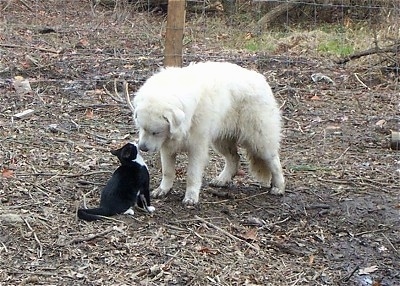 A Great Pyrenees is standing in dirt and sniffing the body of a black with white cat that is sitting in front of it