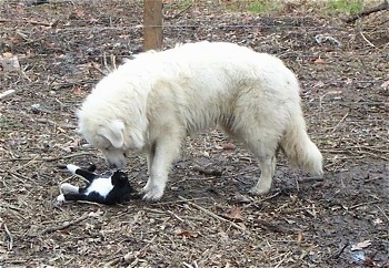 A Great Pyrenees is standing in dirt and looking down at a black with white cat who is belly up looking at the dog.
