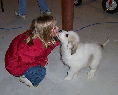 A Great Pyrenees puppy is licking the chin of a blonde haired girl in a red coat on a cement floor of a basement.