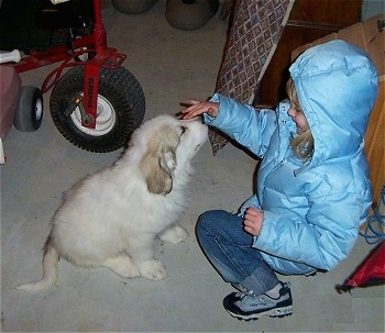A smiling blonde haired girl in a light blue winter blue coat is kneeling in front of a Great Pyrenees puppy with fingers on the nose of the dog.