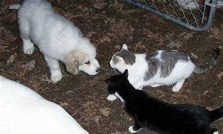A white with tan Great Pyrenees puppy is standing in dirt in front of two cats, a black and white and a ray and white. 