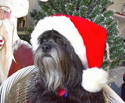 Close up head and upper body shot - A silver-gray Tibetan Terrier is sitting on a wicker chair, it is wearing a Santas Hat and it is looking to the left. There is a Santa Claus Cut-Out and a Christmas Tree Behind it. The dog has a long bearded gray chin.