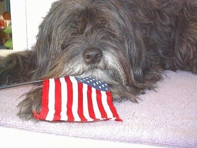 Close up front side view - A long coated silver-gray Tibetan Terrier is laying down on top of a rug with its eyes closed and there is an American flag in front of it.