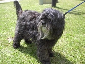 The front right side of a silver-gray Tibetan Terrier that is standing across a grass surface, it has a blue leash attached to it and it is looking to the left. The dog's hair is long.