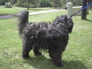 The front right side of a wavy coated, silver-gray Tibetan Terrier dog standing across a grass surface, its head is turned towards its backside and it has a blue leash attached to it.