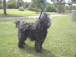 The front right side of a long, wavy-coated, silver-gray Tibetan Terrier dog standing across a grass looking up.