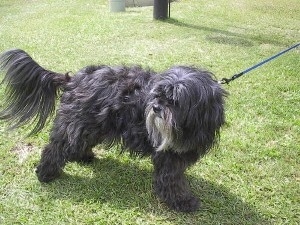 The front right side of a thick long coated, silver-gray Tibetan Terrier dog standing across a grass surface and it is looking to the left.