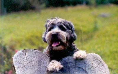 A short coated. gray with tan Tibetan Terrier is laying on a log, it is looking forward, its mouth is open, its tongue is out. The dogs hair is shaved.