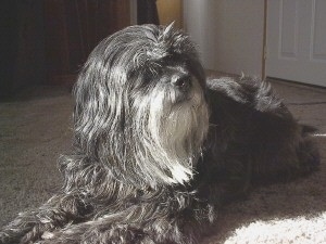 A silver-gray Tibetan Terrier dog laying across a tan carpeted surface looking to the right. The dogs long coat is covering up its eyes. It has a light gray bearded chin.