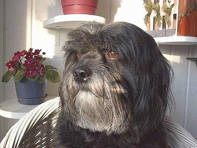 Close up head shot - A long-haired, silver-gray Tibetan Terrier dog sitting on a white wicker chair looking to the left. The dog has brown eyes and a big black nose.
