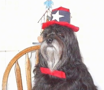 Close up front side view head and upper body shot - A silver-gray Tibetan Terrier is sitting across a wooden chair, it is wearing a hat and a bow-tie and it is looking to the left. The dog has brown eyes and a large black nose.